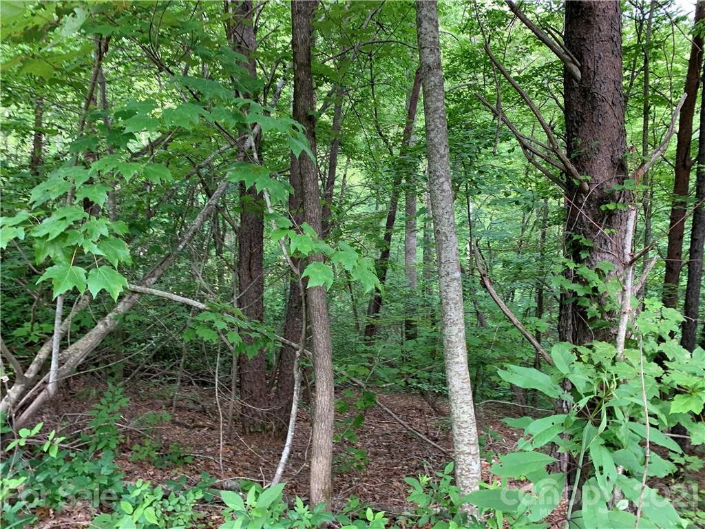 Tbd Dix Creek One Road, Unit 1 Leicester, NC 28748 - Photo 5 of 14 a view of a forest with trees