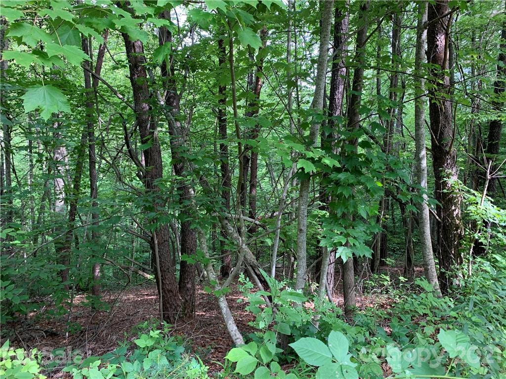 Tbd Dix Creek One Road, Unit 1 Leicester, NC 28748 - Photo 7 of 14 a backyard of a house with lots of trees