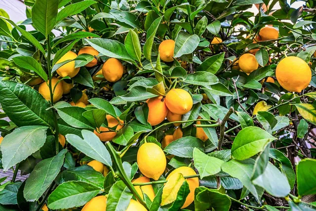 $835,000 | 1173 River Pine Circle, Petaluma, CA 94954