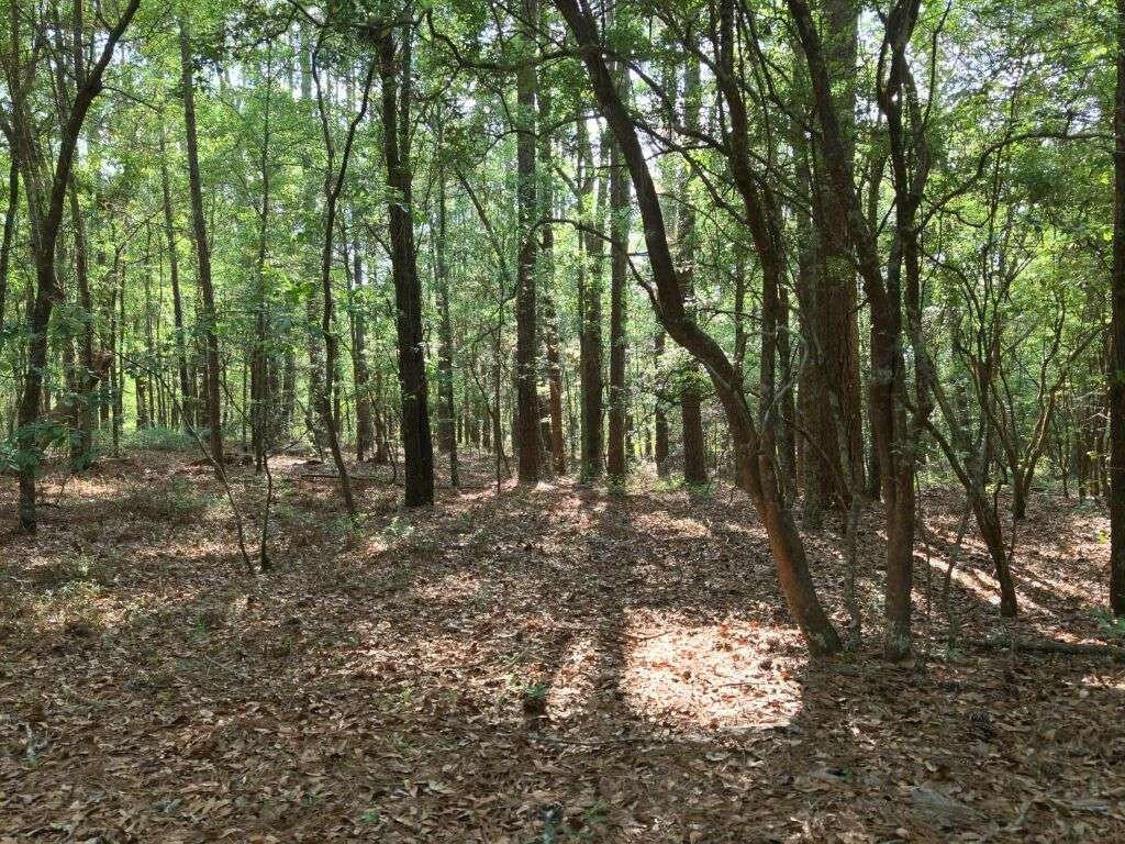 Lot 4 Holiness Church Road Wagener, SC 29164 - Photo 14 of 17