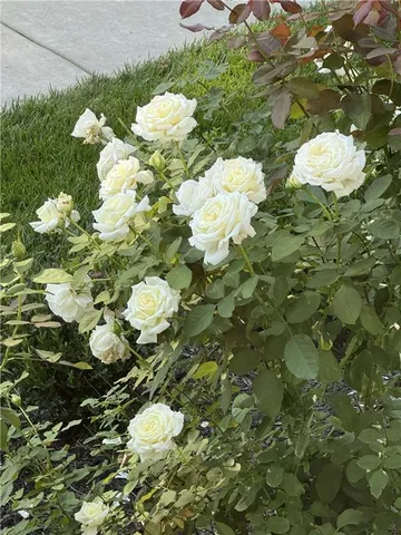 $1,775,000 | 5202 Arbor Drive, Prairie Village, KS 66207