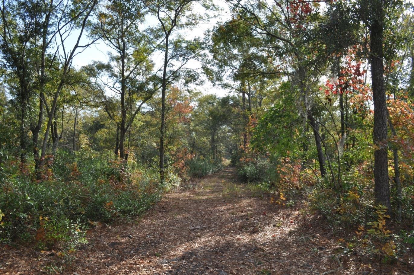 18 Black Swamp Road Johns Island, SC 29455 - Photo 11 of 15 DSC_0064