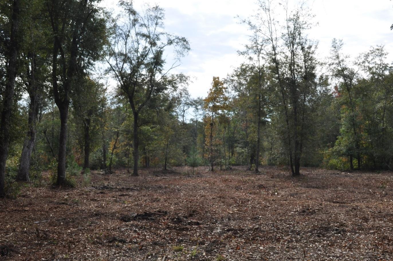 18 Black Swamp Road Johns Island, SC 29455 - Photo 12 of 15 DSC_0066