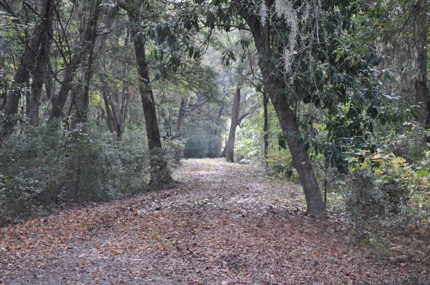 18 Black Swamp Road Johns Island, SC 29455 - Photo 3 of 15 driveway