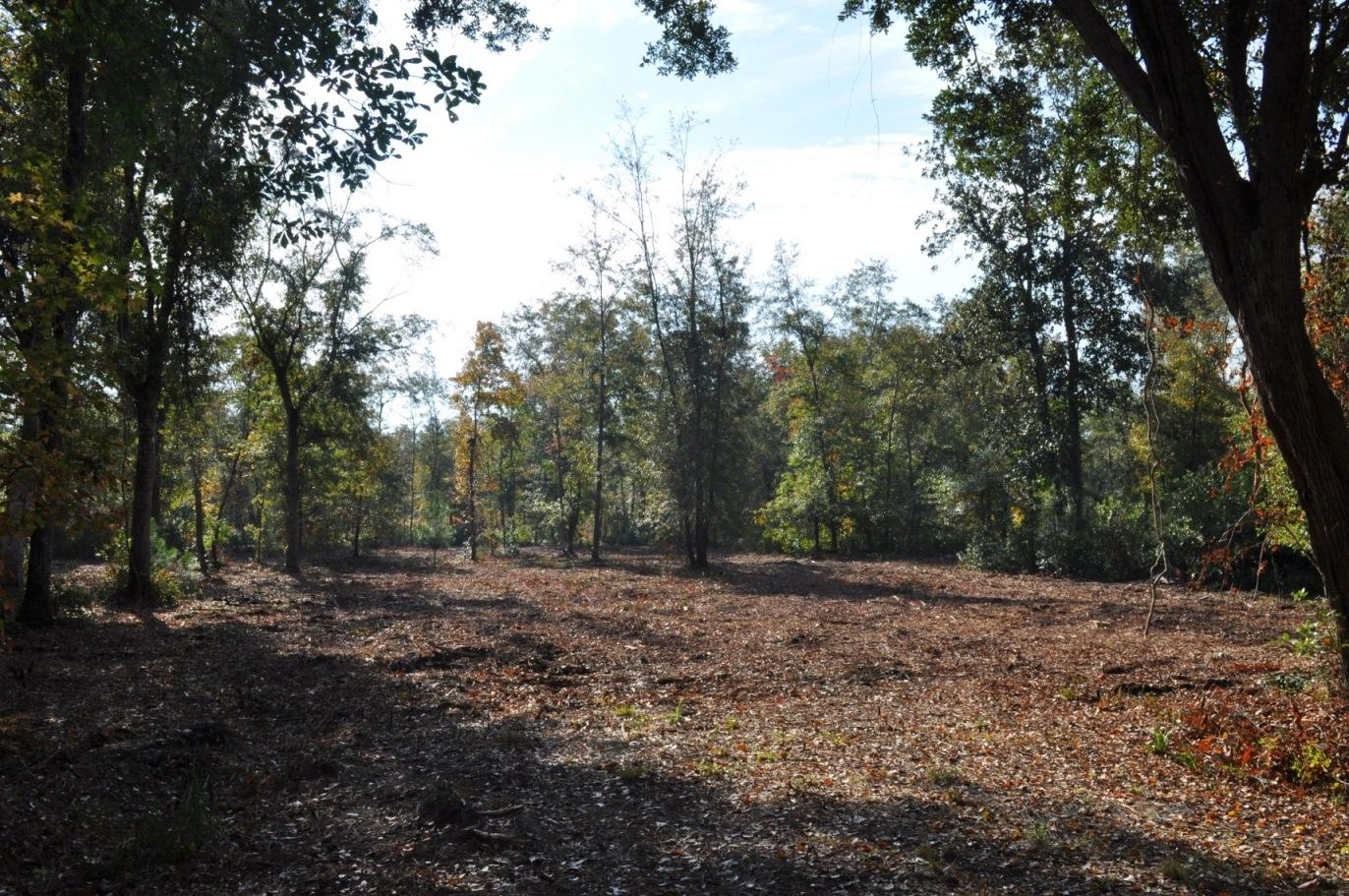 18 Black Swamp Road Johns Island, SC 29455 - Photo 4 of 15 DSC_0057