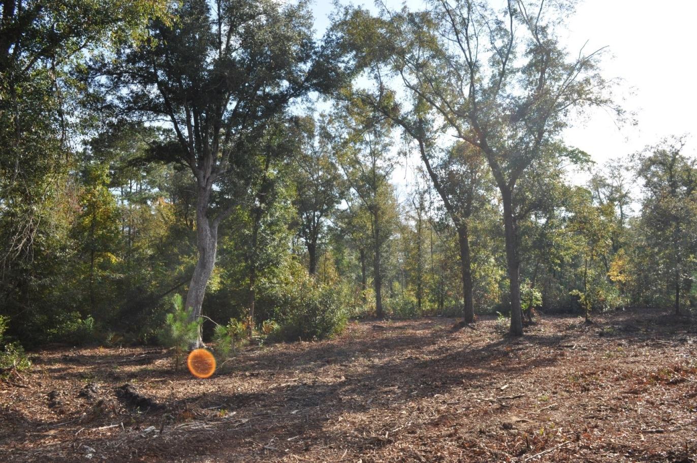 18 Black Swamp Road Johns Island, SC 29455 - Photo 6 of 15 DSC_0059