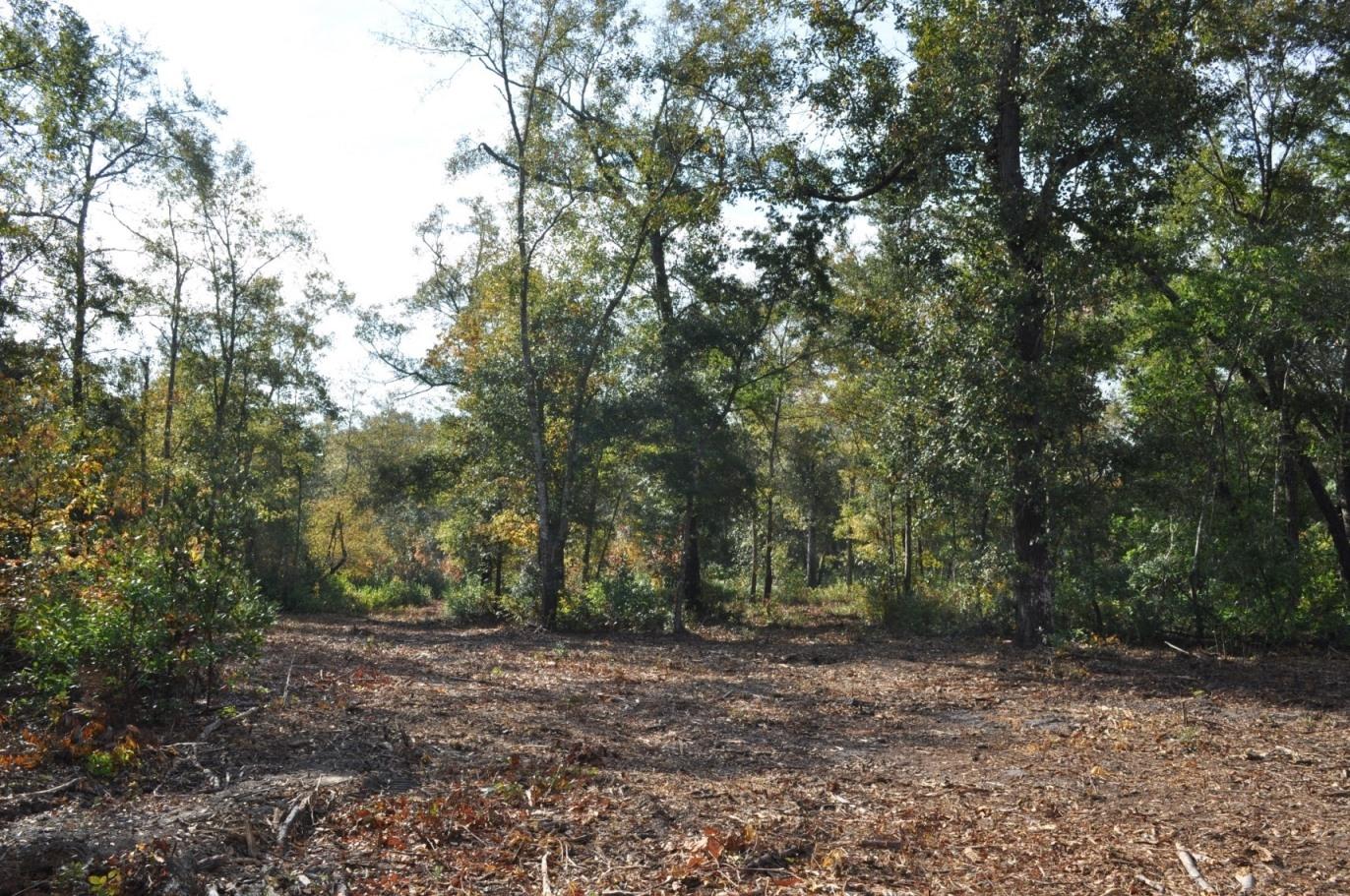 18 Black Swamp Road Johns Island, SC 29455 - Photo 7 of 15 DSC_0060