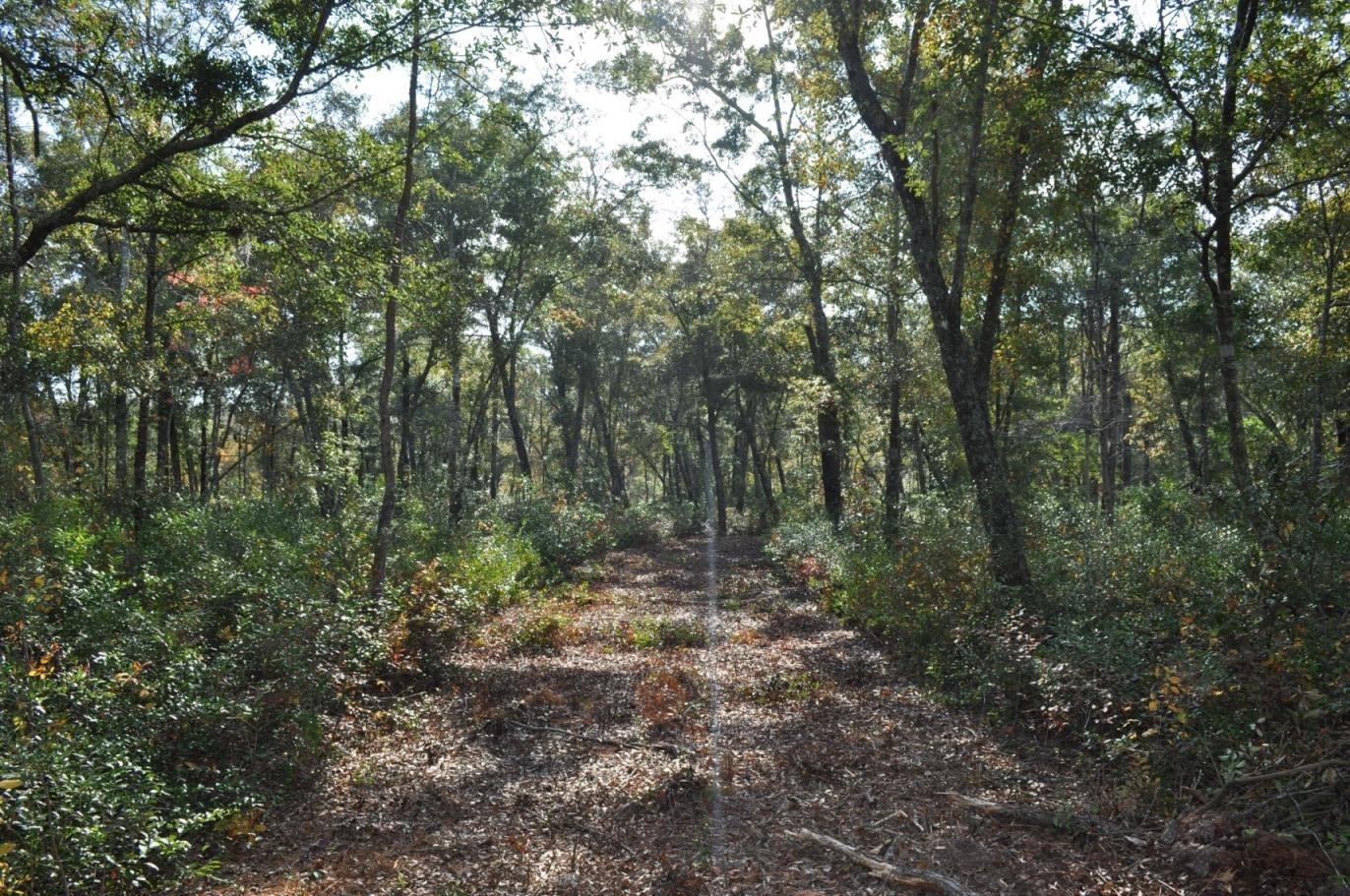 18 Black Swamp Road Johns Island, SC 29455 - Photo 8 of 15 DSC_0061