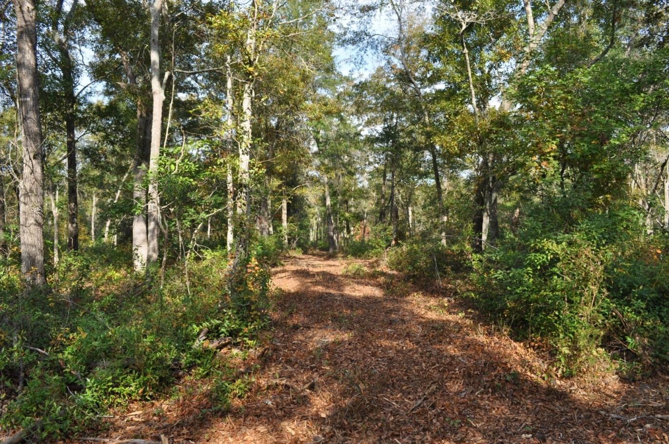 18 Black Swamp Road Johns Island, SC 29455 - Photo 9 of 15 DSC_0062