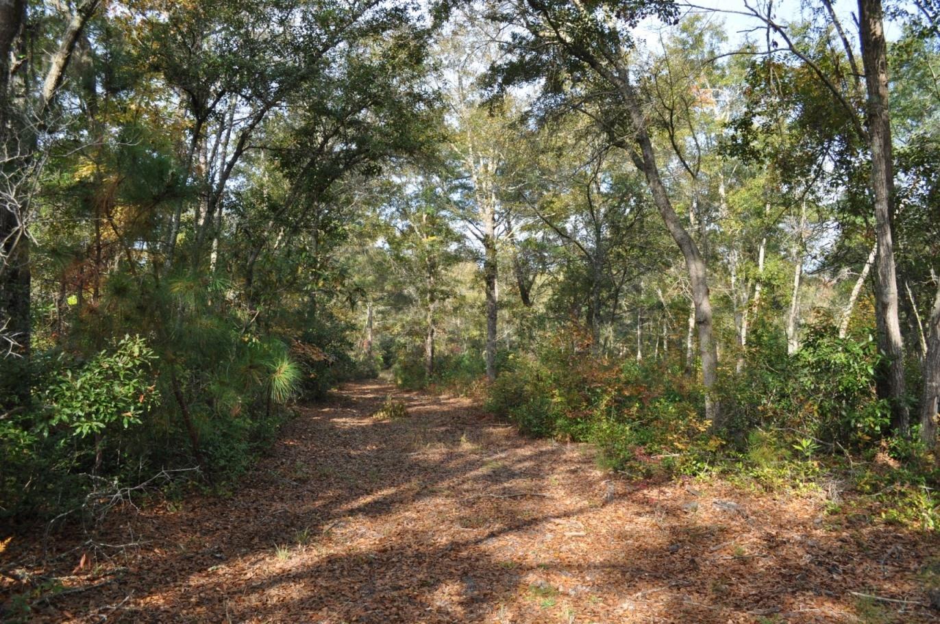 18 Black Swamp Road Johns Island, SC 29455 - Photo 10 of 15 DSC_0063