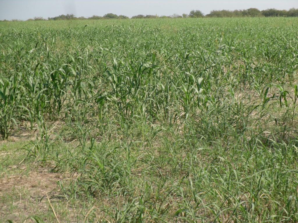 103 Hcr 3361 Hubbard, TX 76648 - Photo 12 of 19