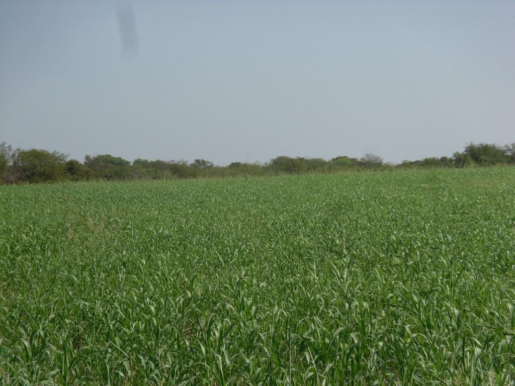 103 Hcr 3361 Hubbard, TX 76648 - Photo 8 of 19