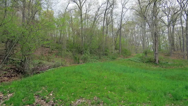 a view of a lush green forest