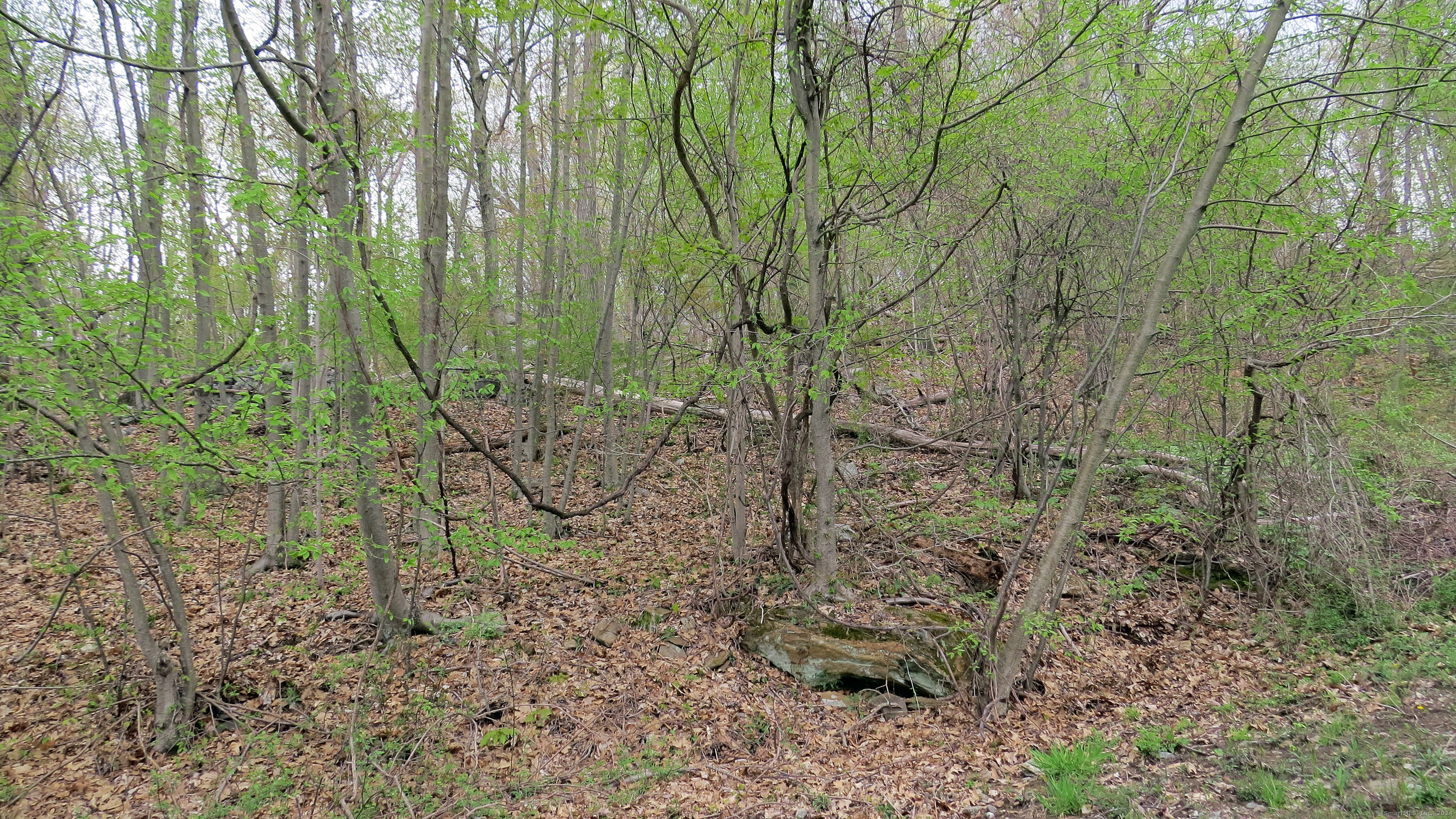 198 Cook Lane Beacon Falls, CT 06403 - Photo 5 of 7 a view of a yard with plants and trees