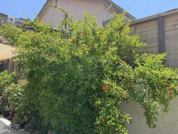 $6,500 | 6322 Bernadette Lane, San Diego, CA 92120