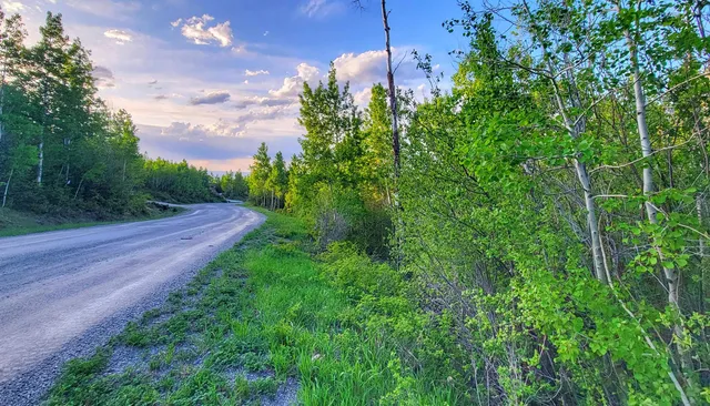 a view of a yard with plants