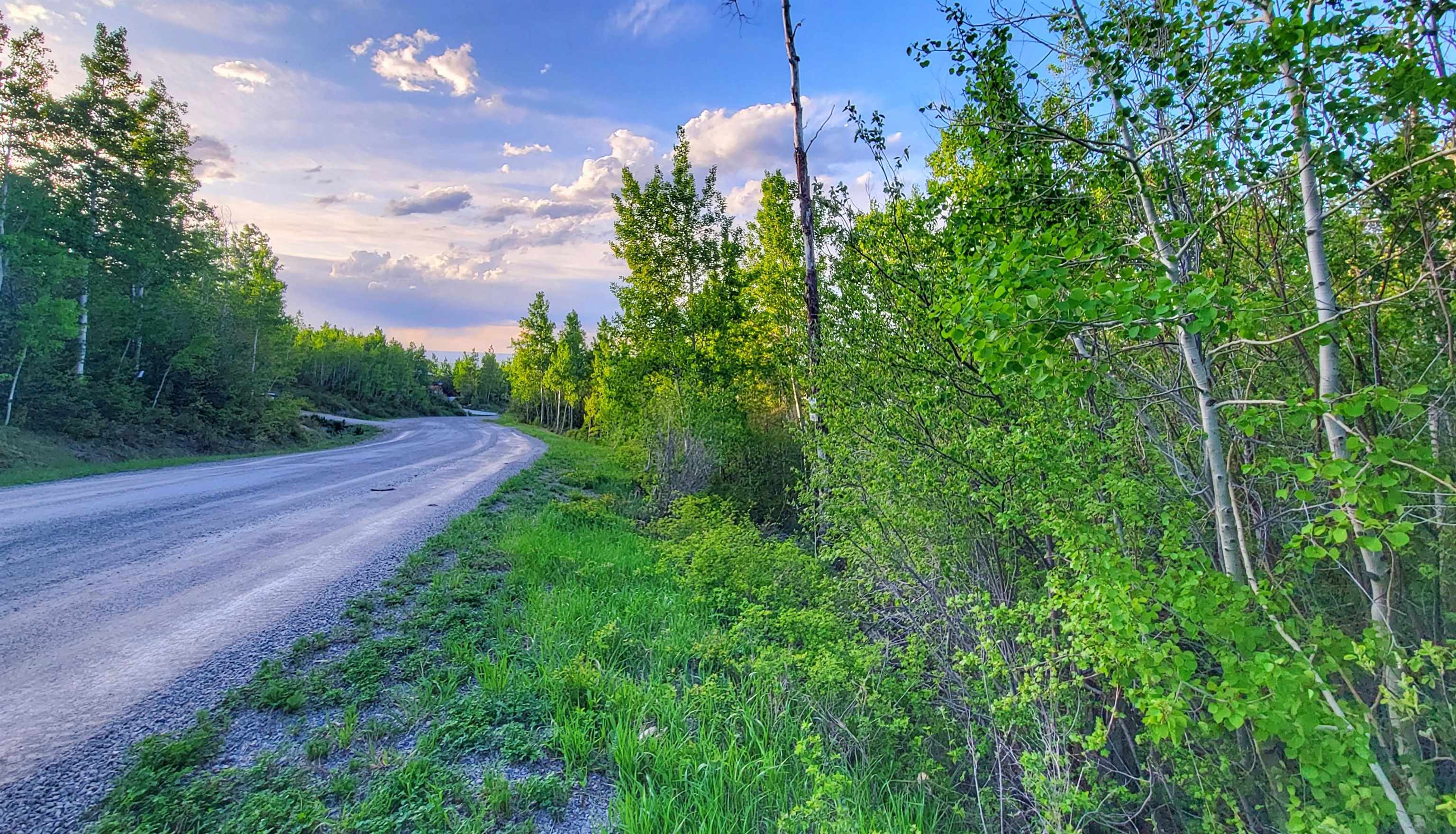 a view of a yard with plants