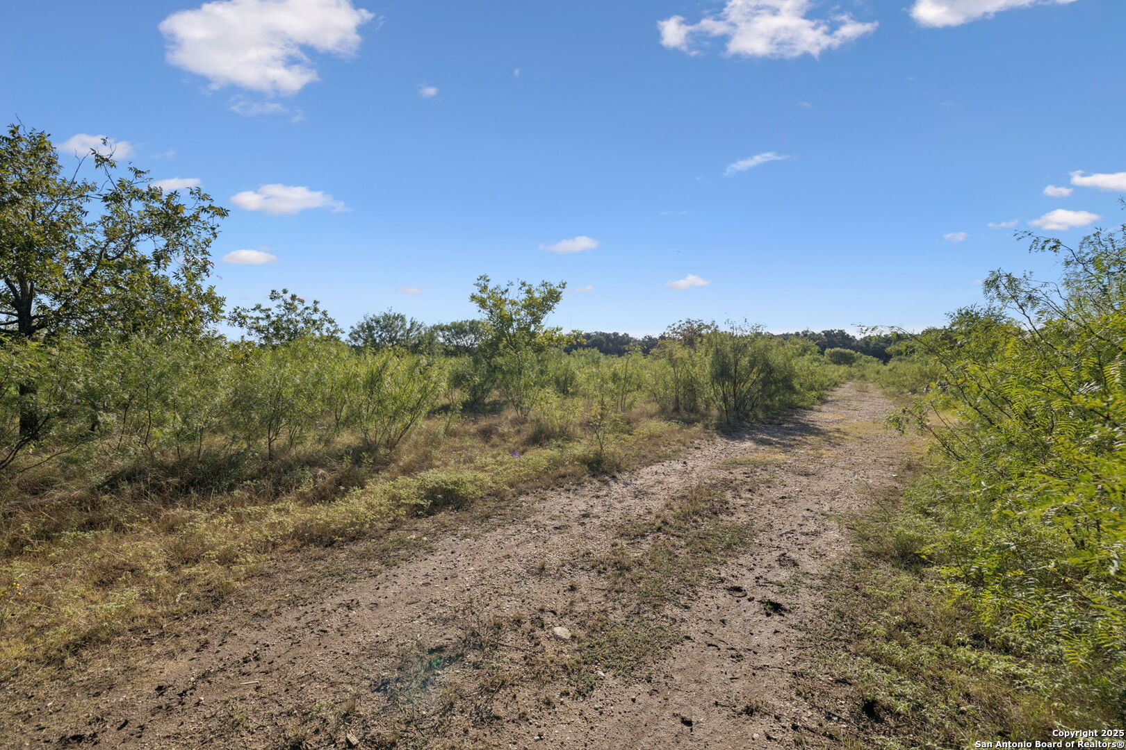 13146 Galm Road San Antonio, TX 78254 - Photo 24 of 45 a view of a bunch of trees in a field