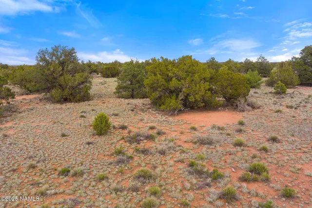 a view of a dry yard with wooden fence