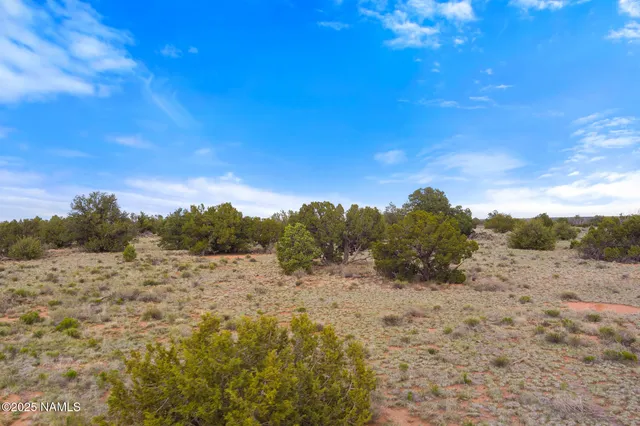 a view of a dry yard with trees