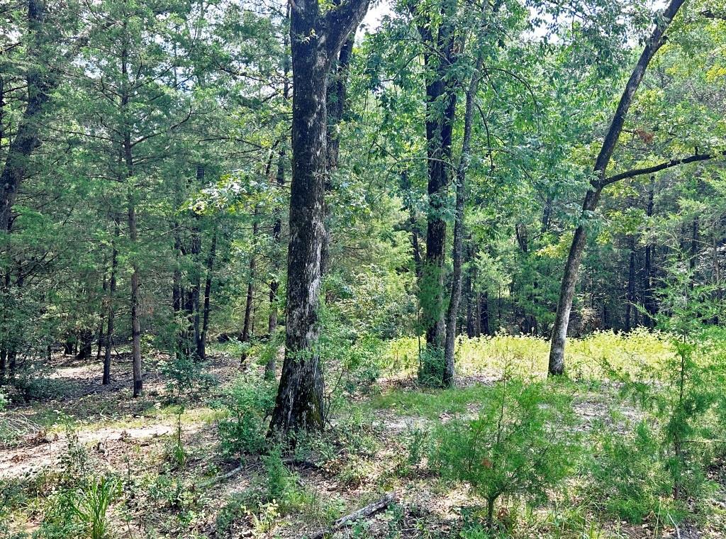10466 Fm 3273 Athens, TX 75751 - Photo 16 of 24 a view of backyard with green space
