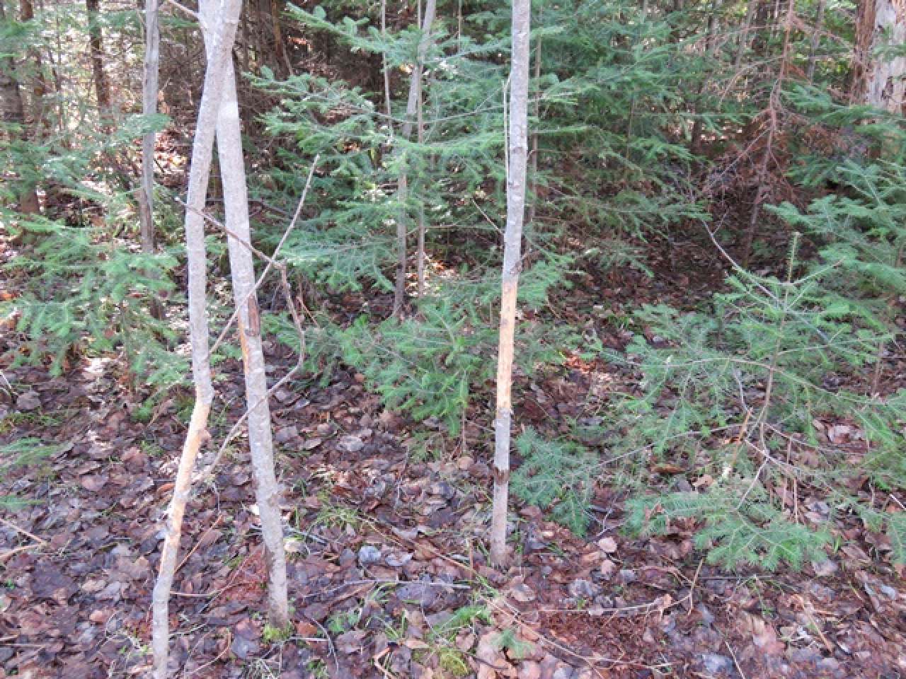 Near Murphy Lake Road Presque Isle, WI 54557 - Photo 19 of 19 Gallery Image 19