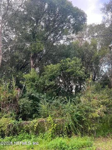 a view of a lush green forest