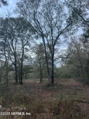 a view of a forest filled with trees