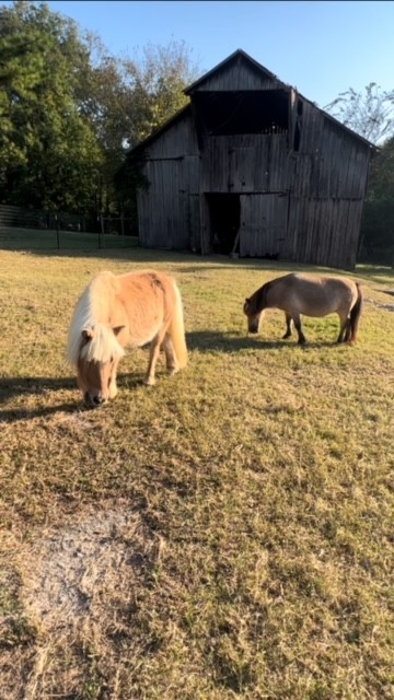 1552 Burt Road Woodbury, TN 37190 - Photo 19 of 28