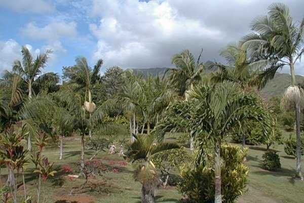 6501 Kahuna Road Kapaa, HI 96746 - Photo 22 of 23 Gallery Image 22