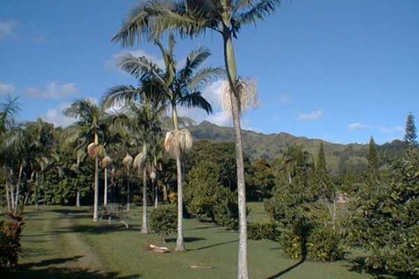 6501 Kahuna Road Kapaa, HI 96746 - Photo 23 of 23 Gallery Image 23