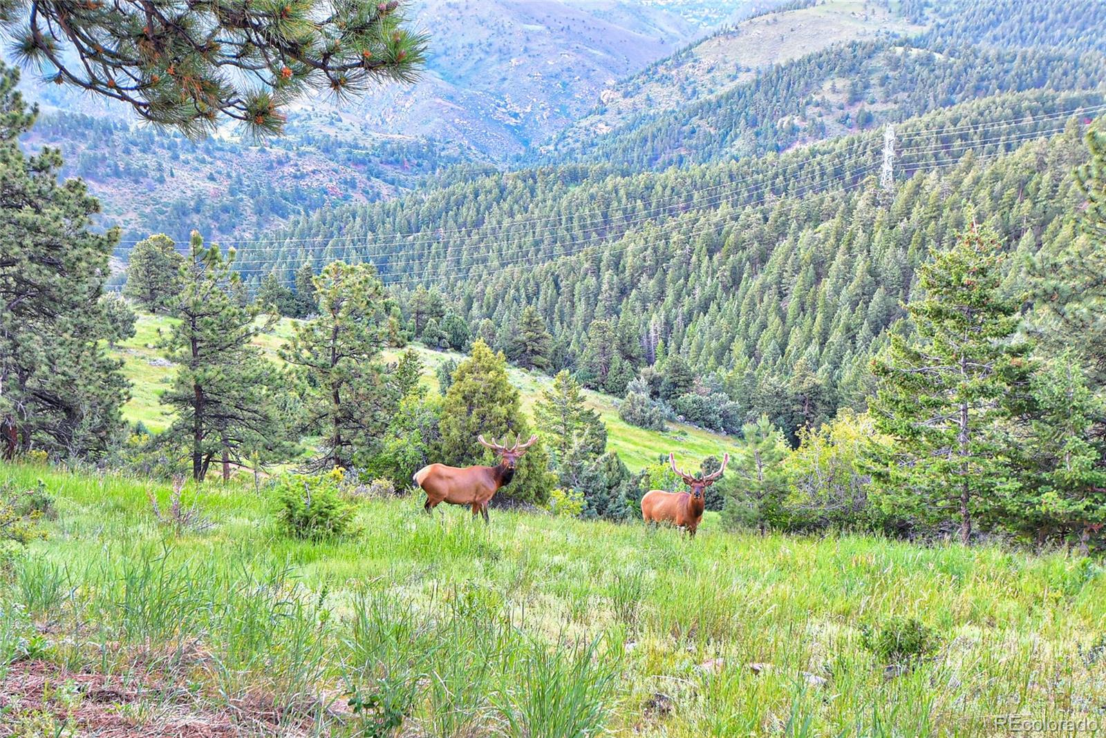 25997 Mountain View Road Golden, CO 80401 - Photo 44 of 47