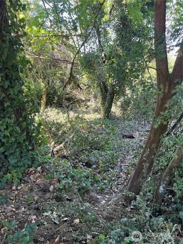 a view of a forest with a tree