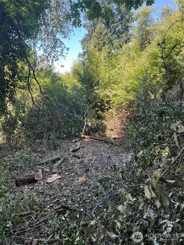 a view of a forest with trees in the background
