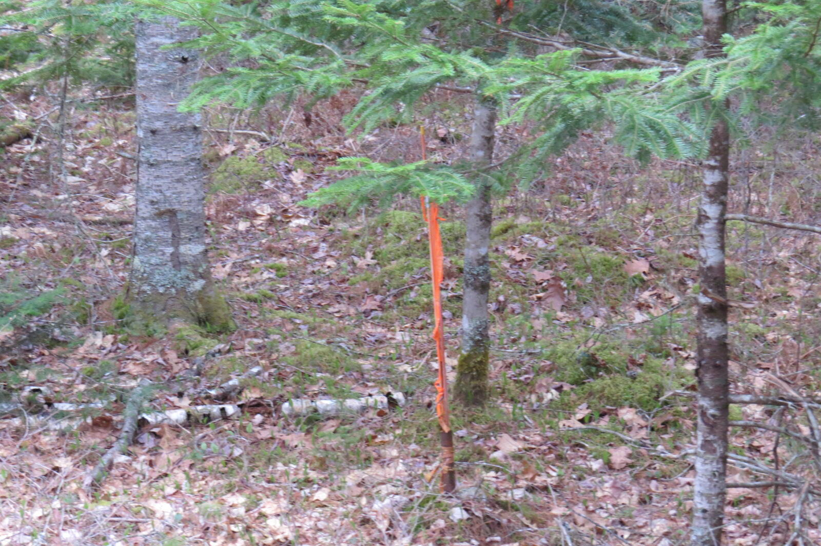 23 Porcupine Road Sullivan, ME 04664 - Photo 18 of 27 IMG_0203