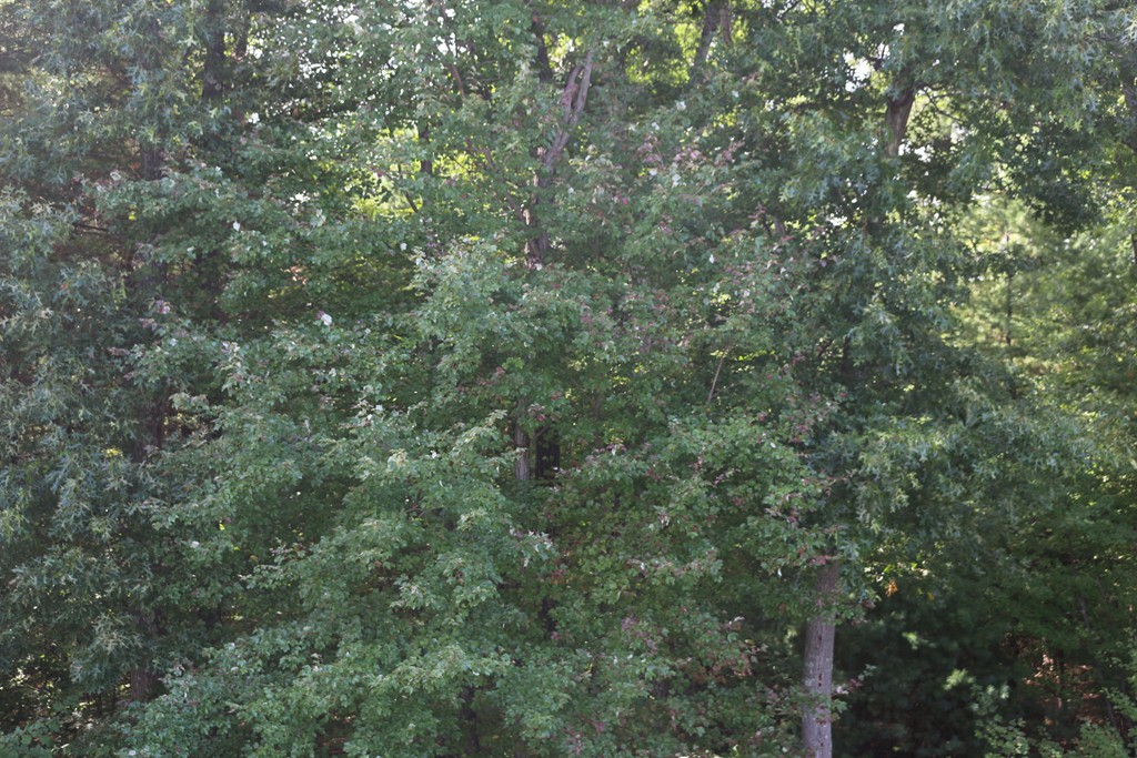 140 Pinewood Road Ludlow, MA 01056 - Photo 7 of 19 Gallery Image 7