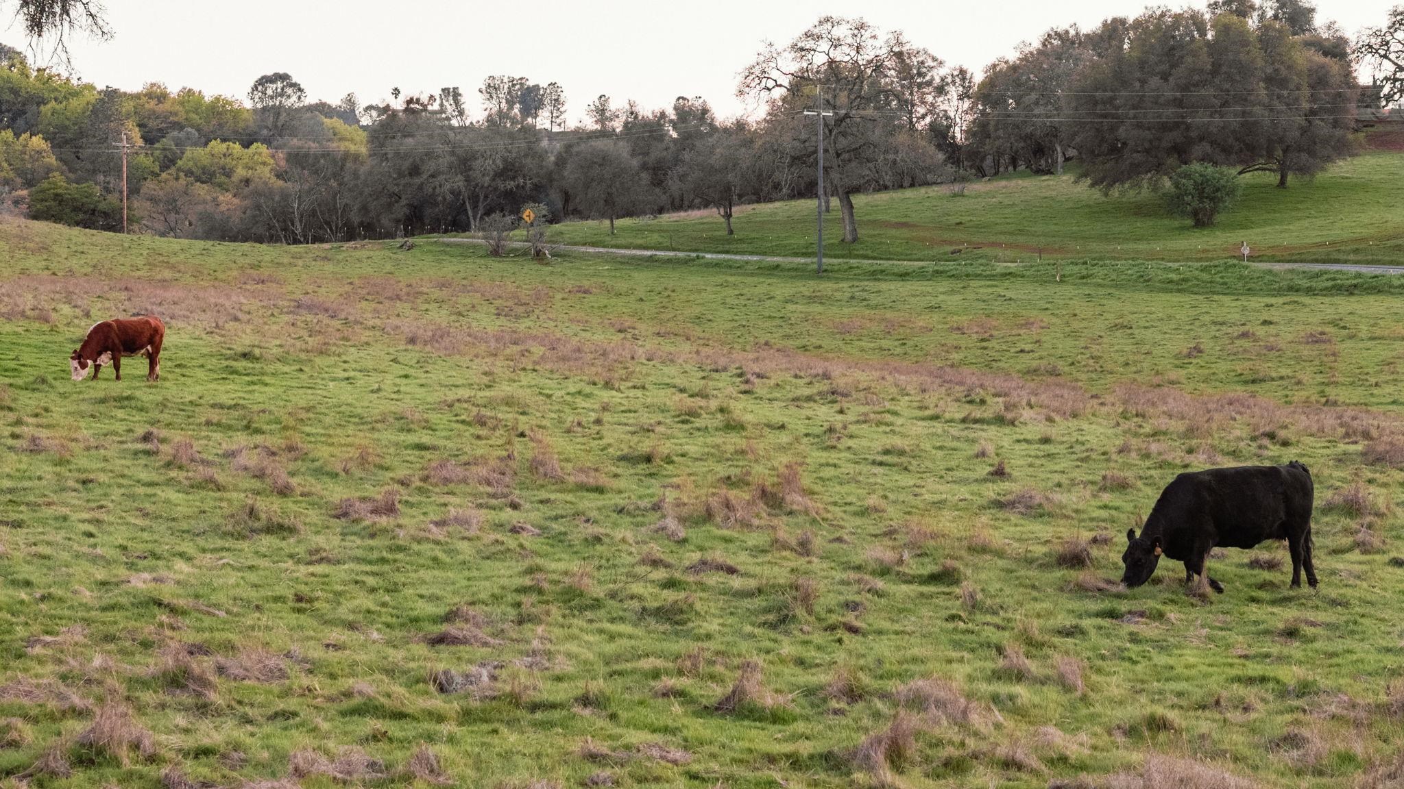 514 Appaloosa Road Angels Camp, CA 95222 - Photo 53 of 57