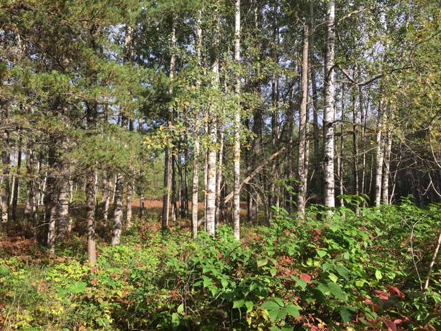 Near River Road Tomahawk, WI 54487 - Photo 7 of 12 Gallery Image 7