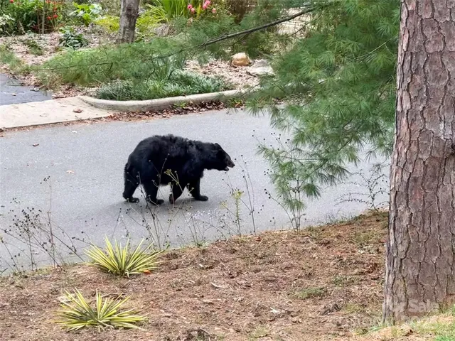 a view of a yard with plants and wooden fence