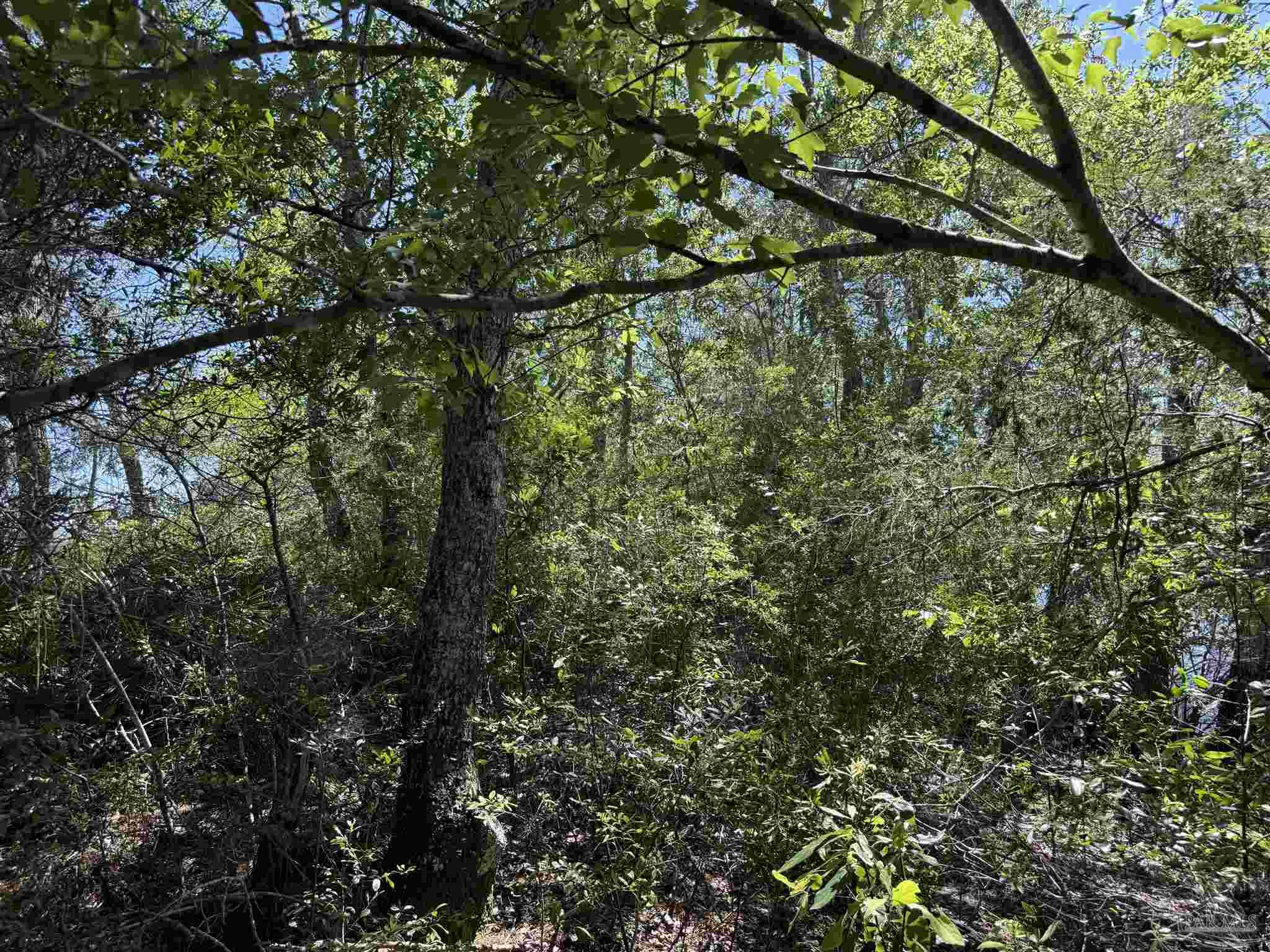 0 Broad Street Milton, FL 32570 - Photo 24 of 28 a view of a tree