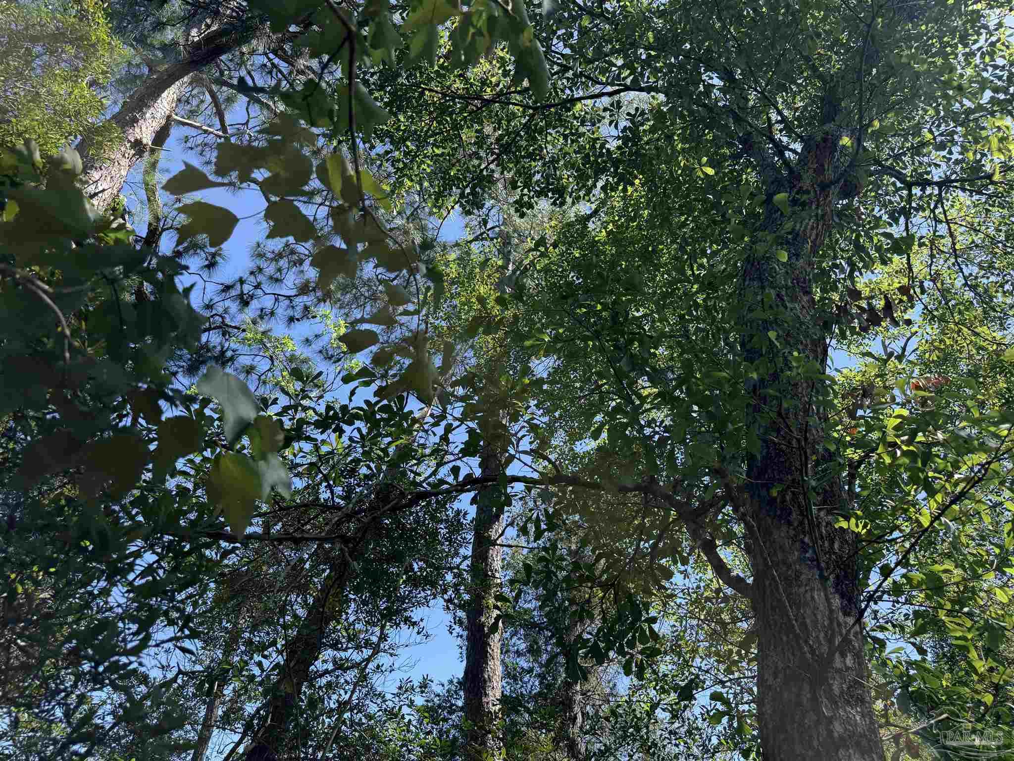 0 Broad Street Milton, FL 32570 - Photo 25 of 28 a view of tree