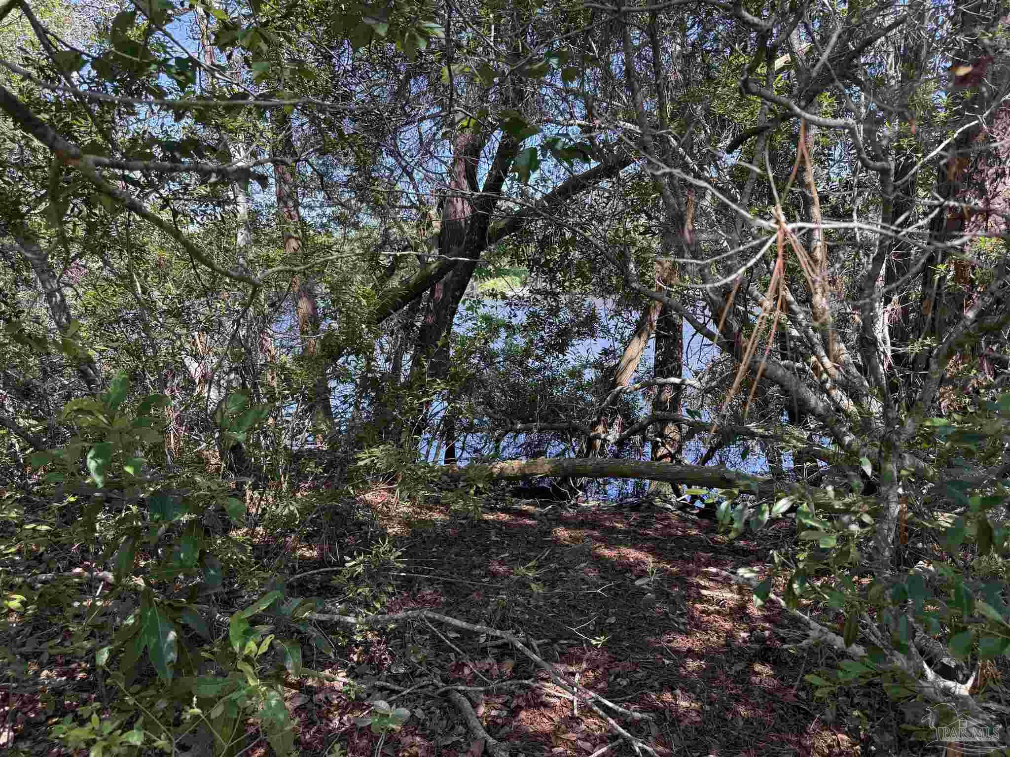 0 Broad Street Milton, FL 32570 - Photo 26 of 28 a picture of tree