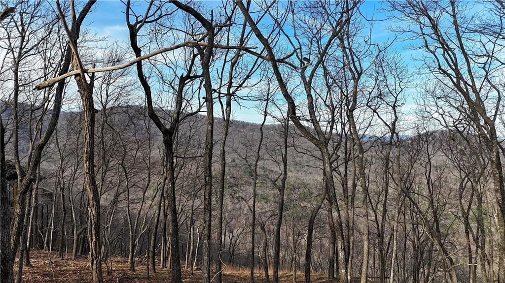 a view of forest