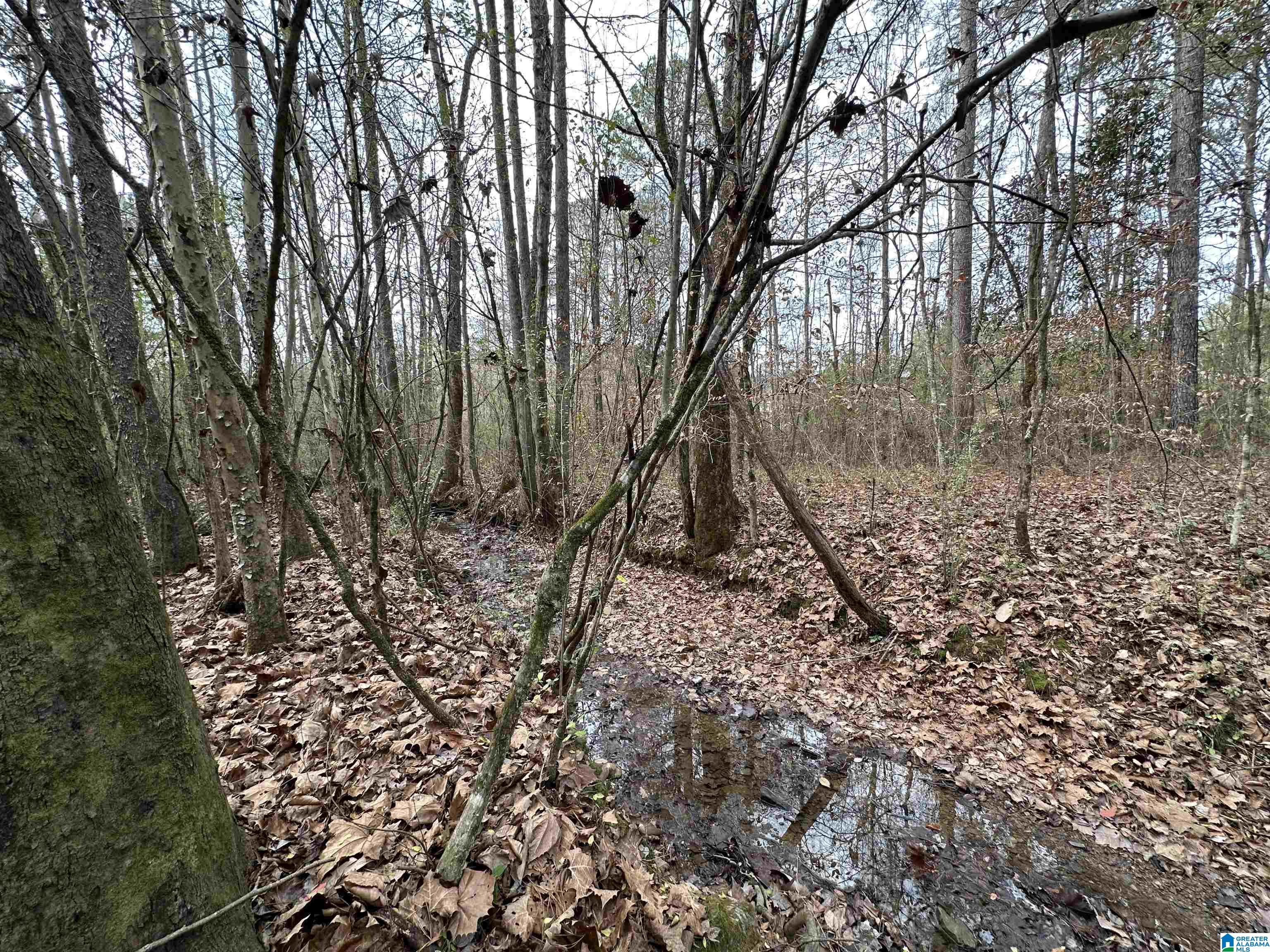 166 Warrior Robbins Road, Unit 6 4 ACRES Warrior, AL 35180 - Photo 4 of 17
