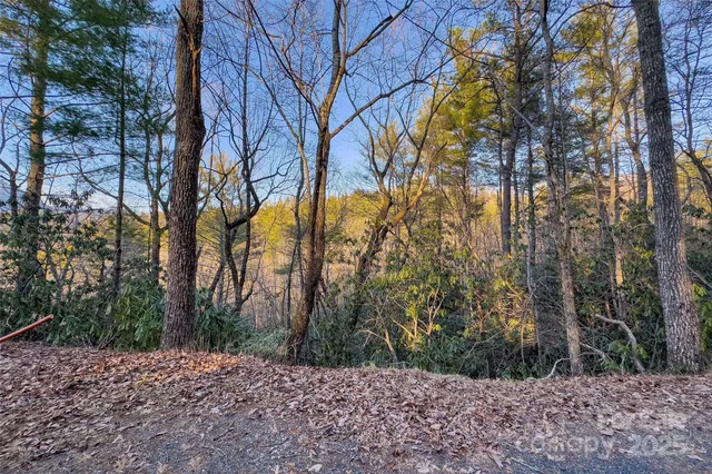 a view of a forest filled with trees