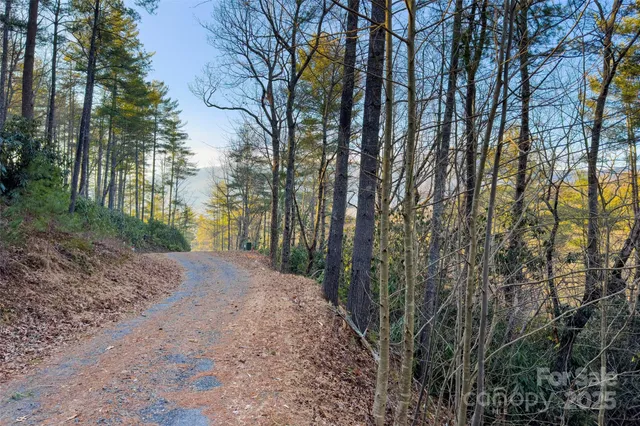 a view of a yard with plants and large trees