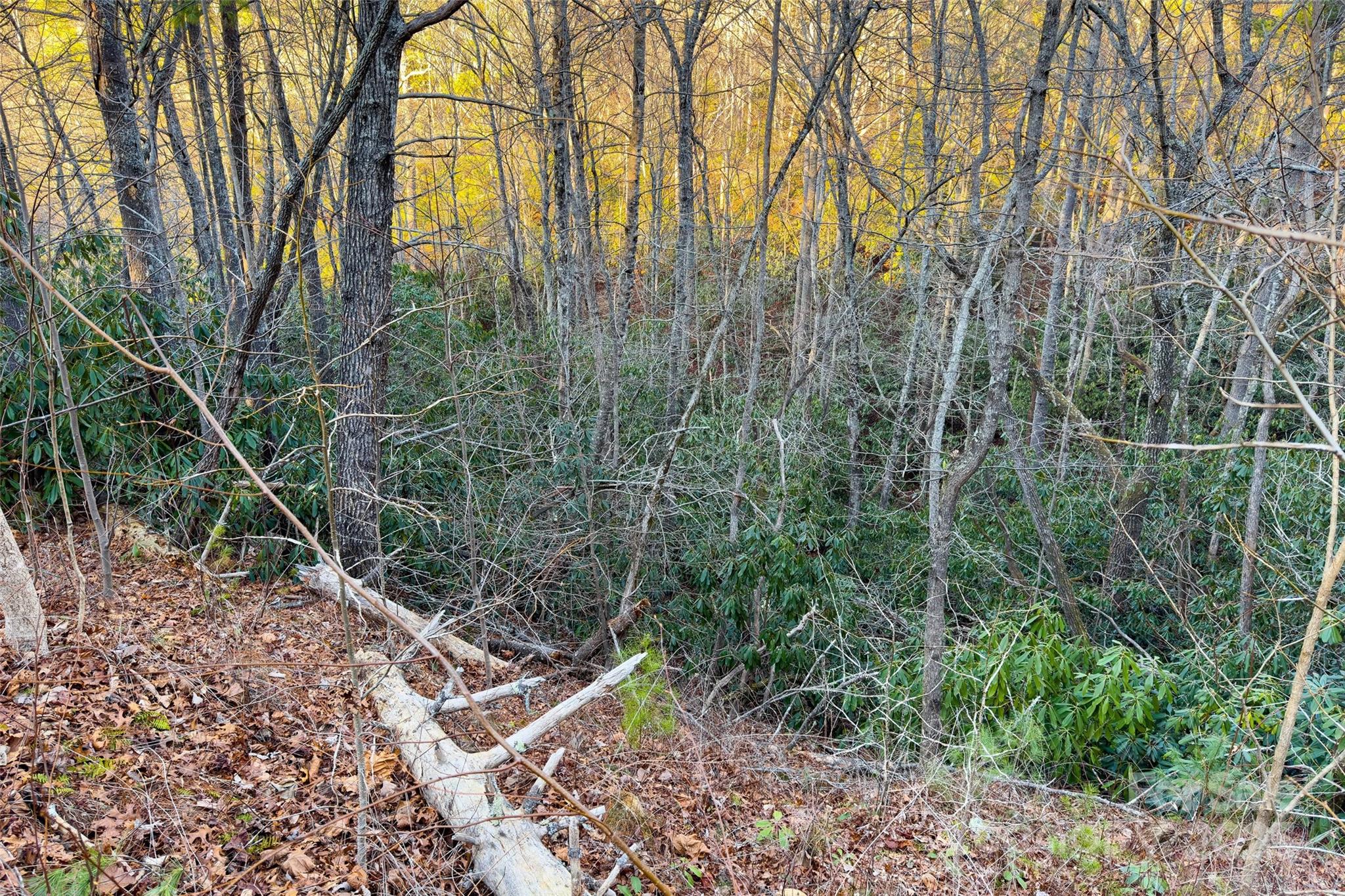 Lot #84 Little Fox Run Marion, NC 28752 - Photo 20 of 24 a backyard of a house with lots of plants and large trees