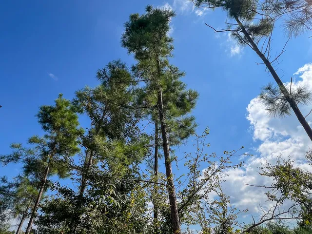 $1,540,425 | 1 Cr 4916 Timpson Tx 75975, Timpson, TX 75975