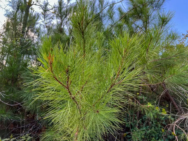 $1,540,425 | 1 Cr 4916 Timpson Tx 75975, Timpson, TX 75975