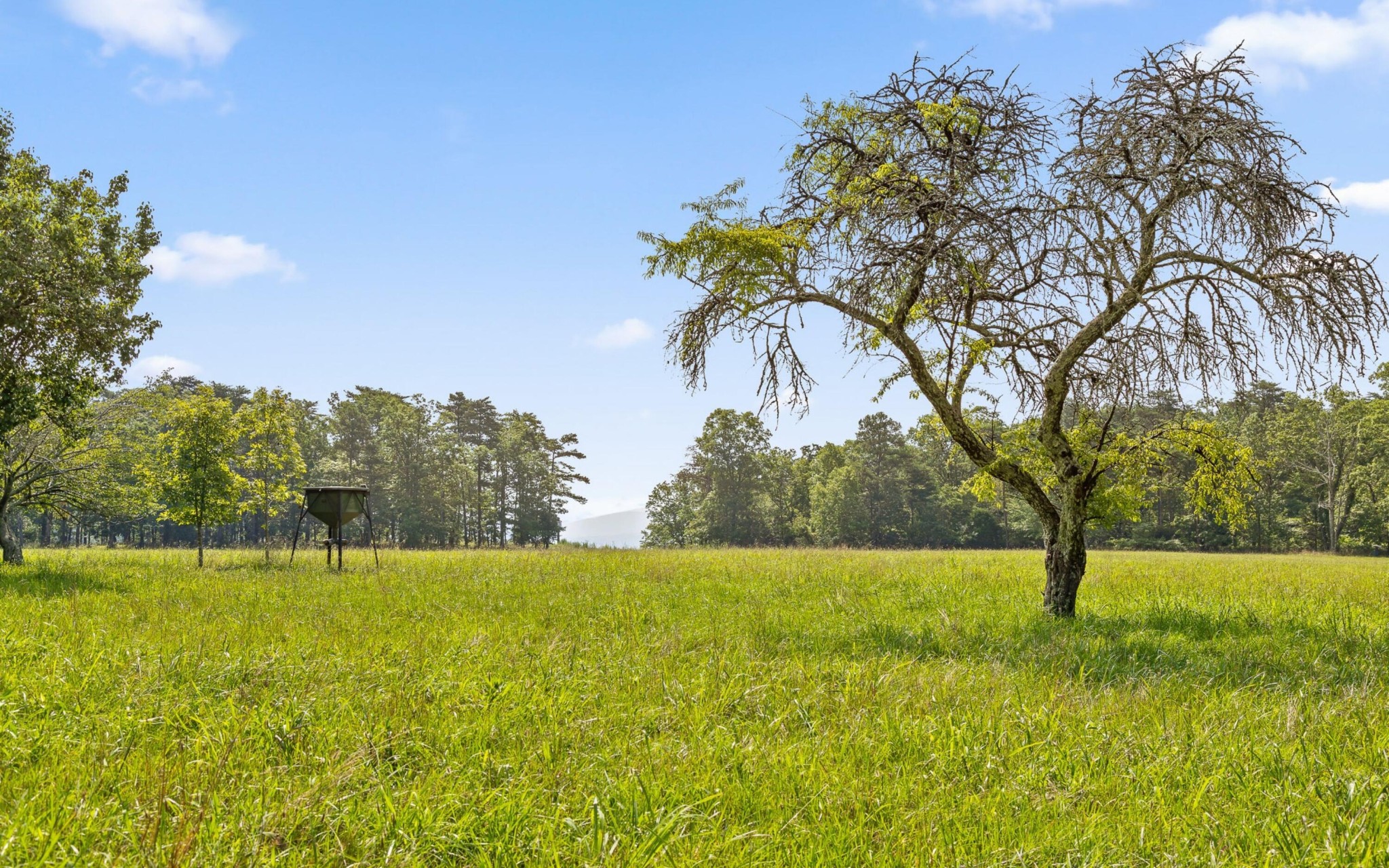 36 Still Hollow Road Menlo, GA 30731 - Photo 43 of 63 a view of lawn chairs and palm tree